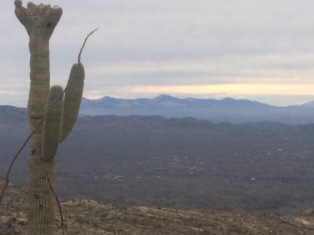 Tanque Verde Ridge Trail