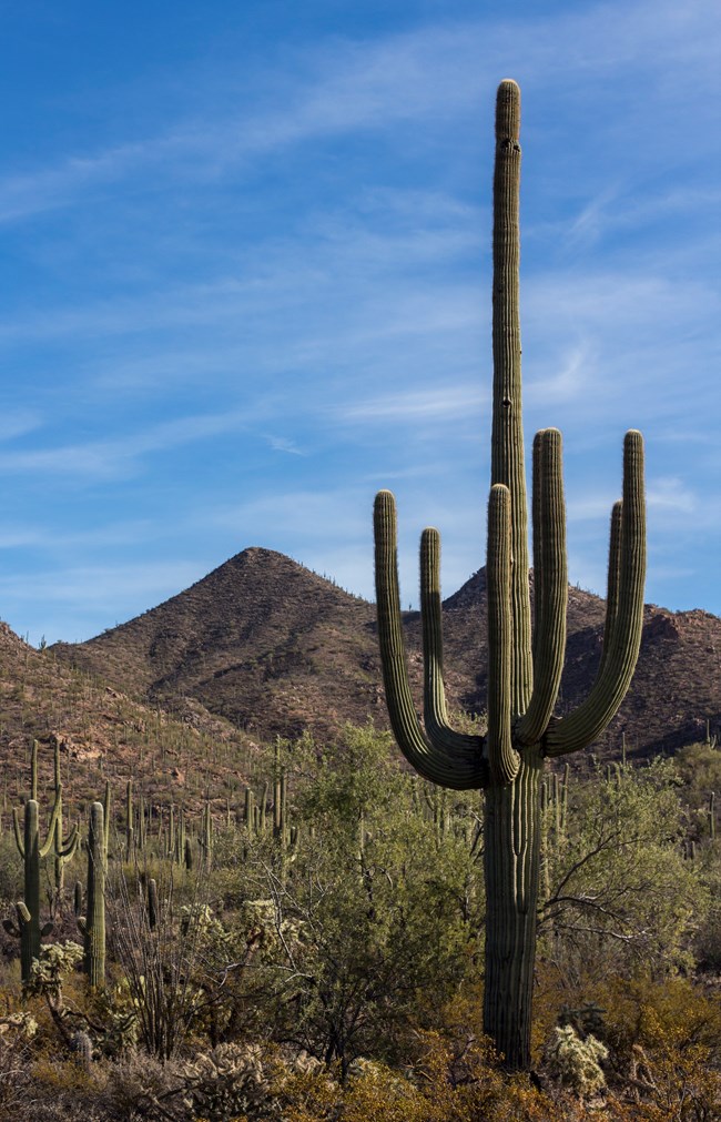 Saguaro Wild Dog Trail