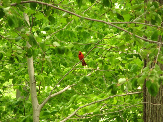 Cardinal perched at Sagamore Hill. NPS/Scott Gurney