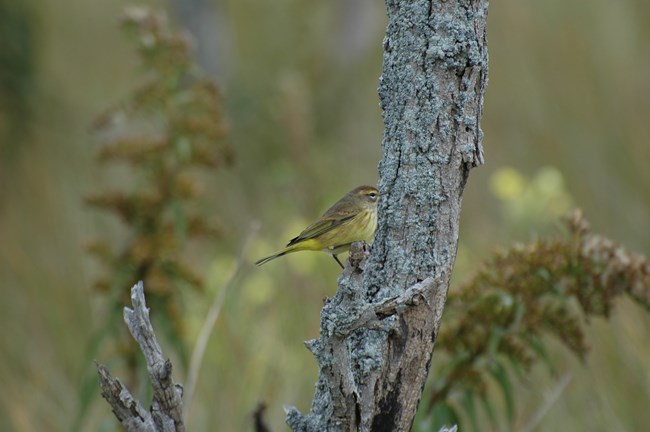 A palm warbler (Setophaga palmarum) perching at Sagamore Hill. NPS/Scott Gurney