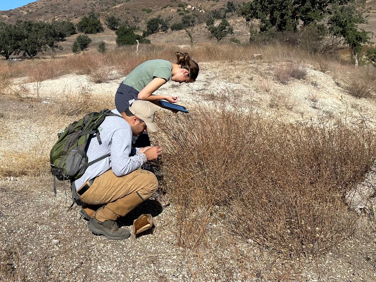 Interns collecting vegetation data and assessing the quality of the seed prior to seed collecting.