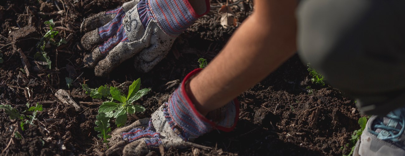 Two hands wearing gardening gloves patting down soil around plant.