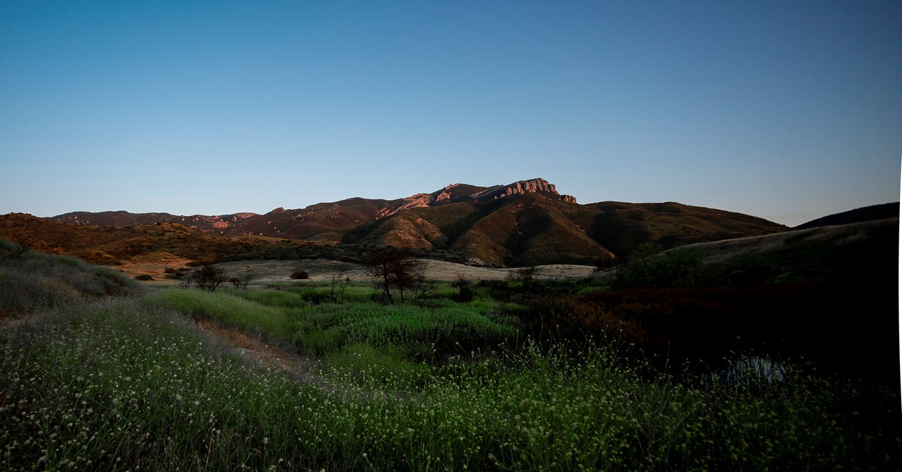 Mountain at sunset with flowers in the field below.