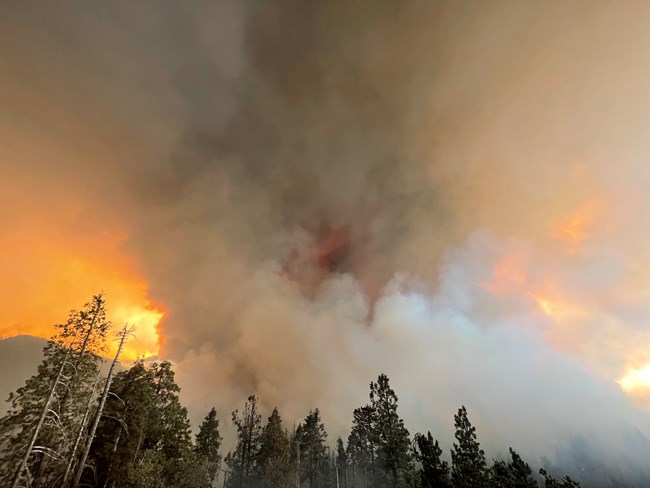 Large column of grey smoke over the tops of conifers as fire burns upslope.