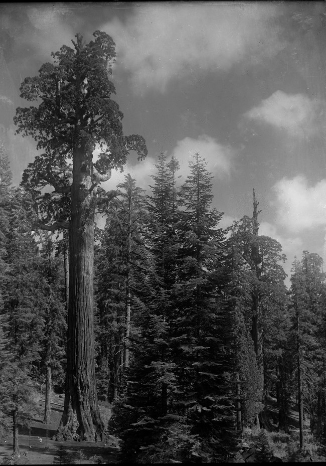 A black and white image with one large sequoia tree on the left surrounded by shorter pine and spruce trees.