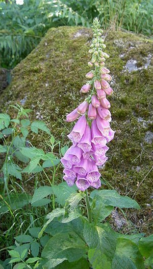 A spike of foxglove flowers