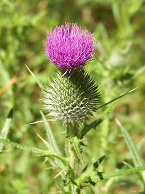 A bull thistle flower