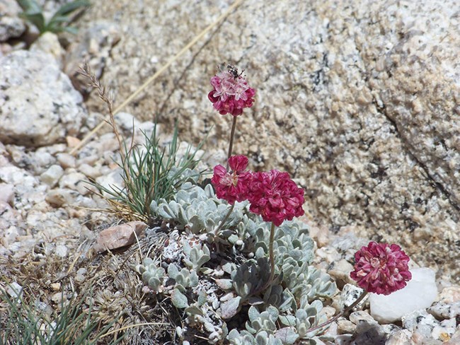 Oval-leafed buckwheat, cushion plant that grows on alpine ridges