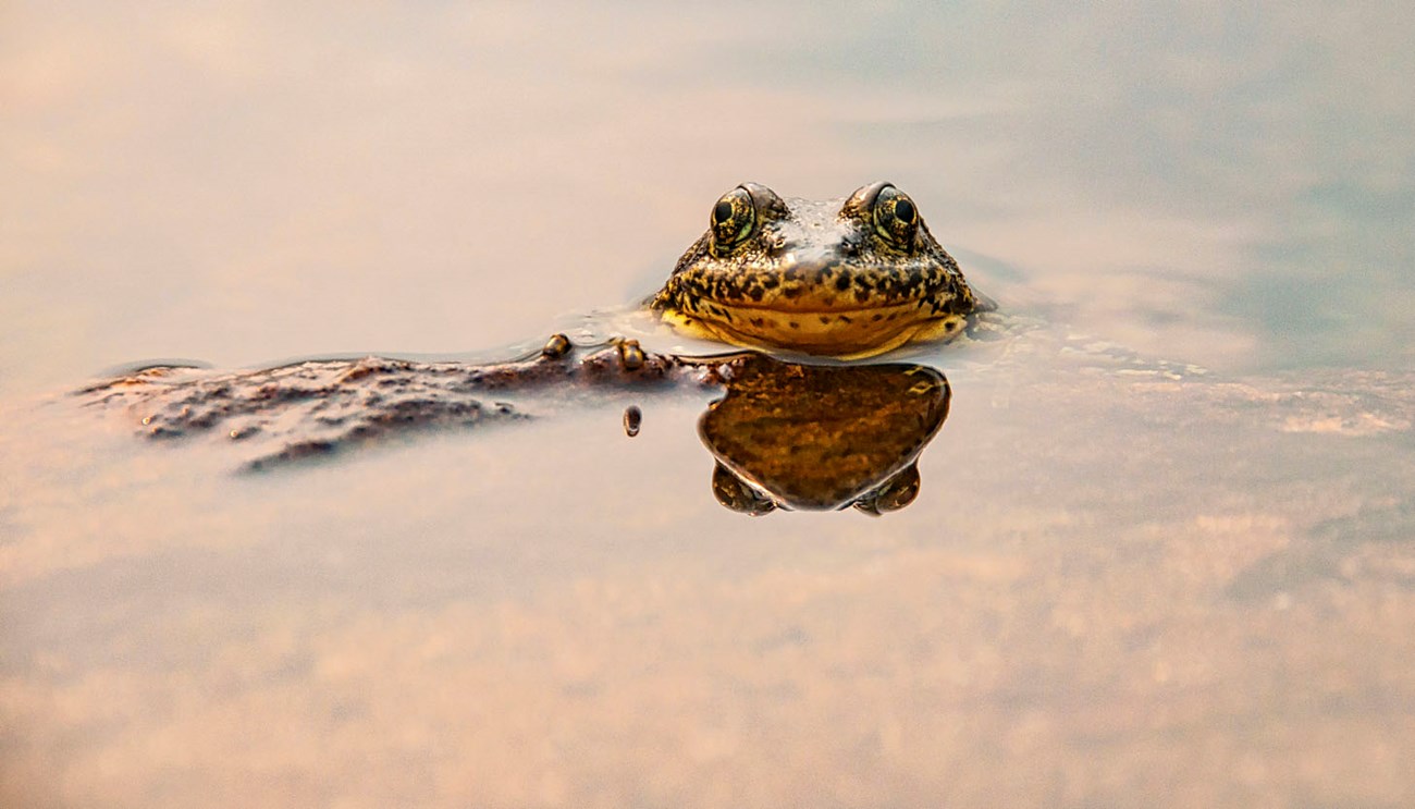 Mountain yellow-legged frog in water