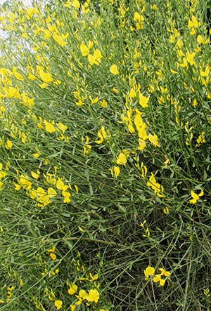 A large, flowering Spanish broom bush