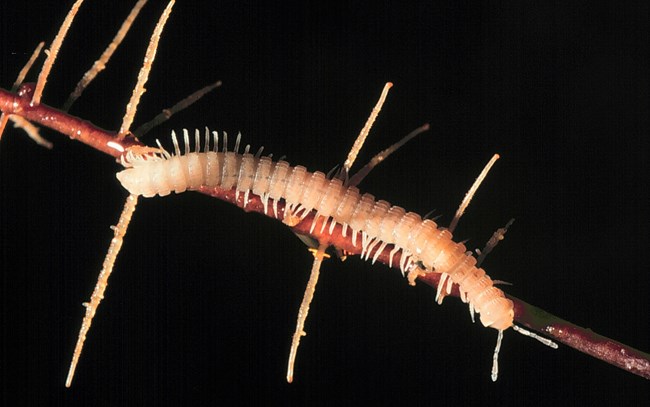 Crystal Cave millipede