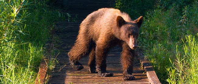 A black bear