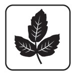 Poison oak