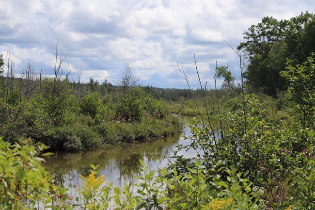 A landscape of a shallow creek with lush vegetation and wildflowers on either bank