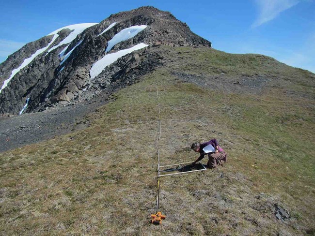 Researcher in the field identifying vegetation species.