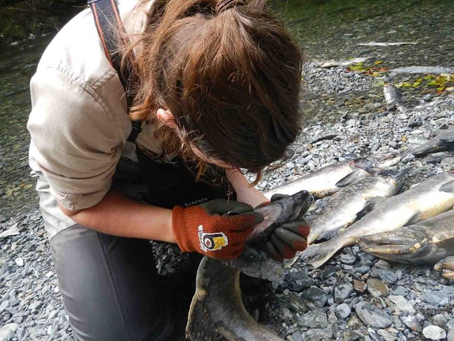 a scientist extracting fish otoliths