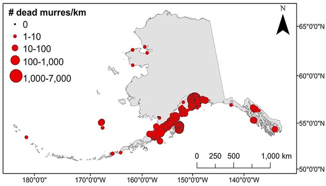 A map showing the density and extent of murre deaths.