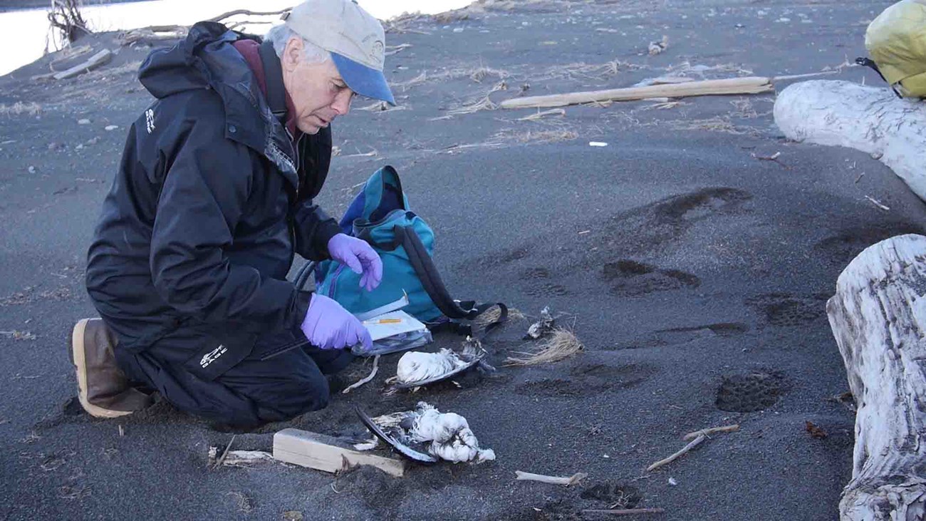 A researcher examines dead murre carcass