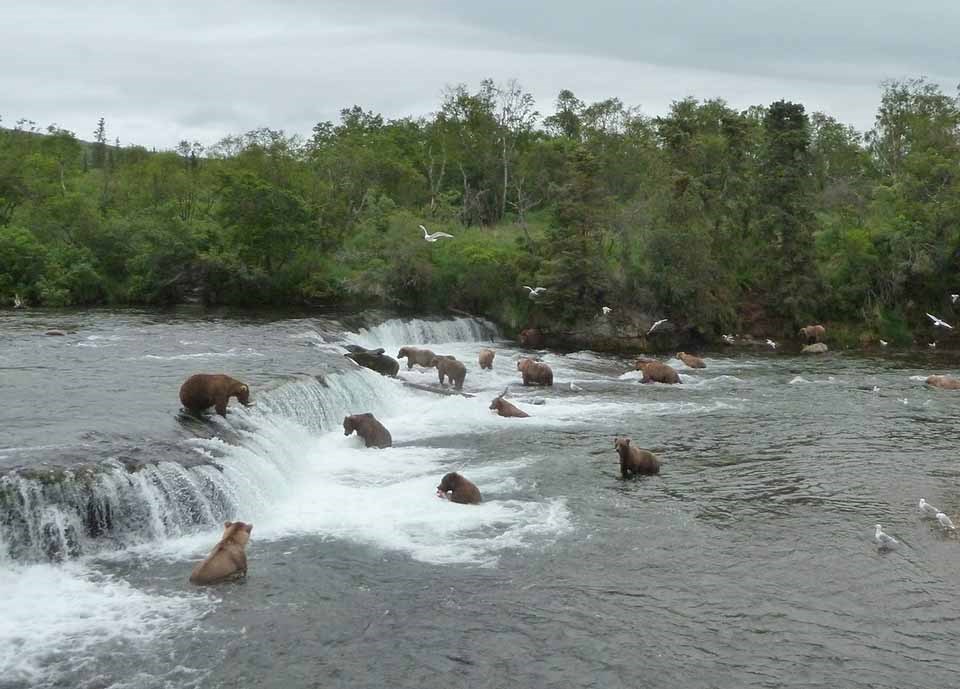 A group of bears fish at Brooks Falls at Katmai National Park and Preserve.