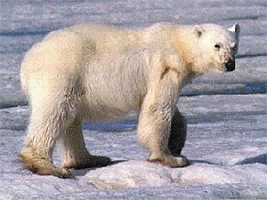 Polar Bear