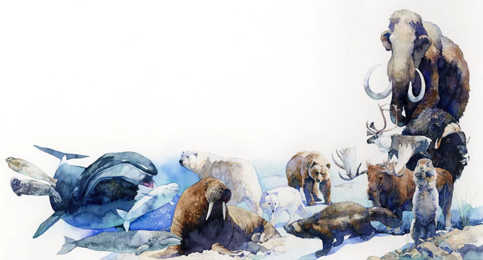 Beringia fauna Illustration depicts (l-r): seals, Bowhead whales, Beluga whale, walrus, Polar bear, Arctic fox, Brown bear, badger, Lemming, moose, elk, Musk ox, and a mammoth. Note: animals are not drawn to scale.