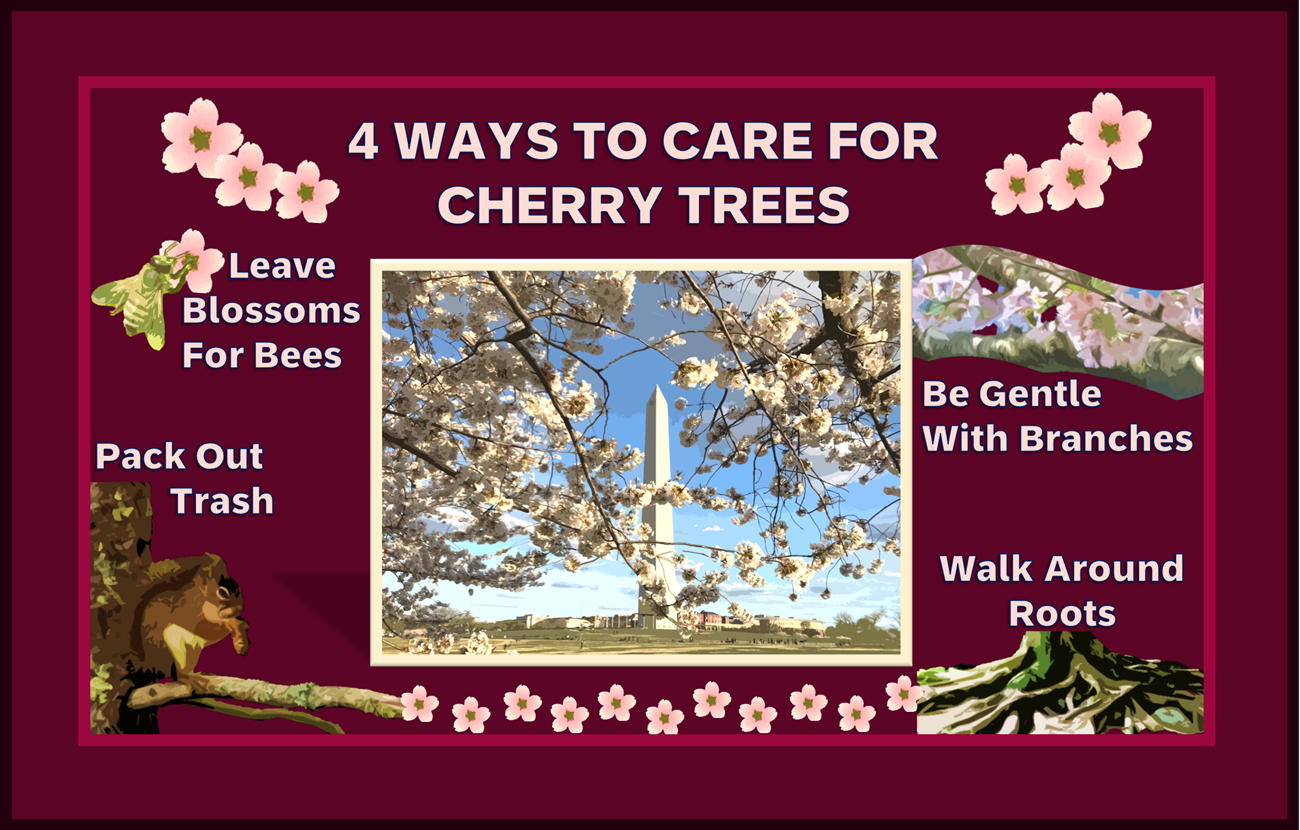 Four Ways to Care for Cherry Trees Infographic Four Ways to Care for Cherry Trees infographic