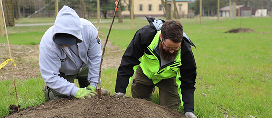 Two workers planting saplings in a grassy field, houses in the background.