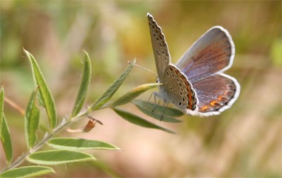 A close up of a blue, orange, and white butterfly perched on small green leaves