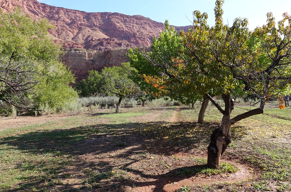 Patterns of orchards and irrigation ditches are features of the ranch.