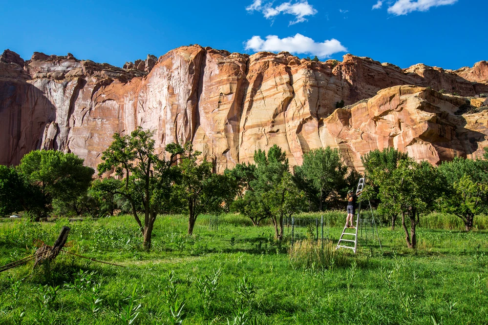 CARE Fruita Orchard A person on an orchard ladder reaches into the leafy branches of a fruit tree in an orchard. A tall, rocky canyon wall rises in the background