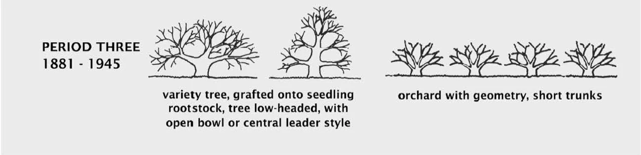 Orchard history period three: 1881-1945 A diagram shows characteristics of trees and orchards during the period 1881-1945
