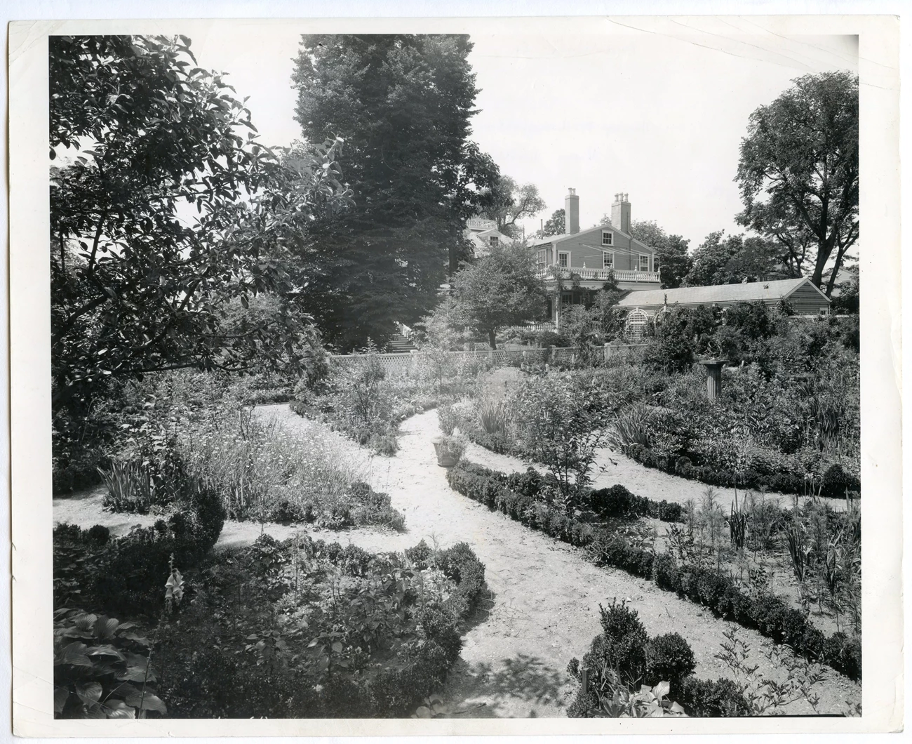 LONG linden in 1940 Black and white photo of curving paths in the formal garden, with the house and tall linden tree in the background.