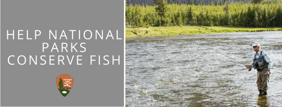 Help National Parks Conserve Fish title overlay "help national parks conserve fish" angler casting into river.