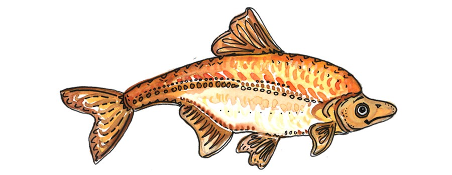 cartoon humpback chub.