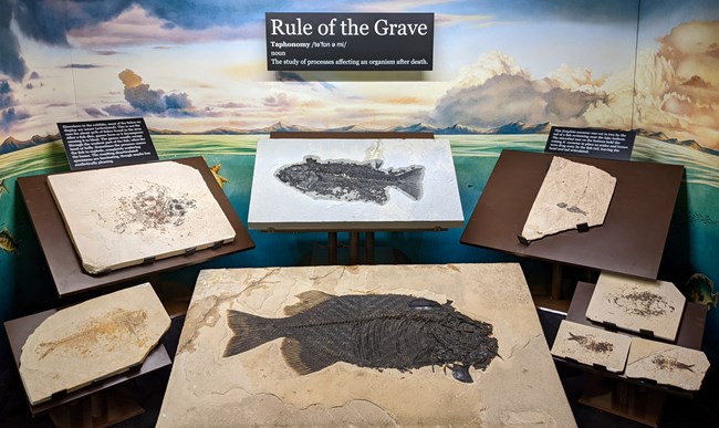 Photo of a collection of fossil fish in a visitor center