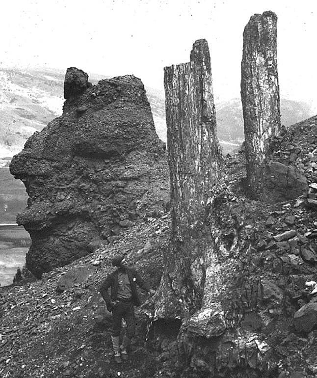 yellowstone petrified forest