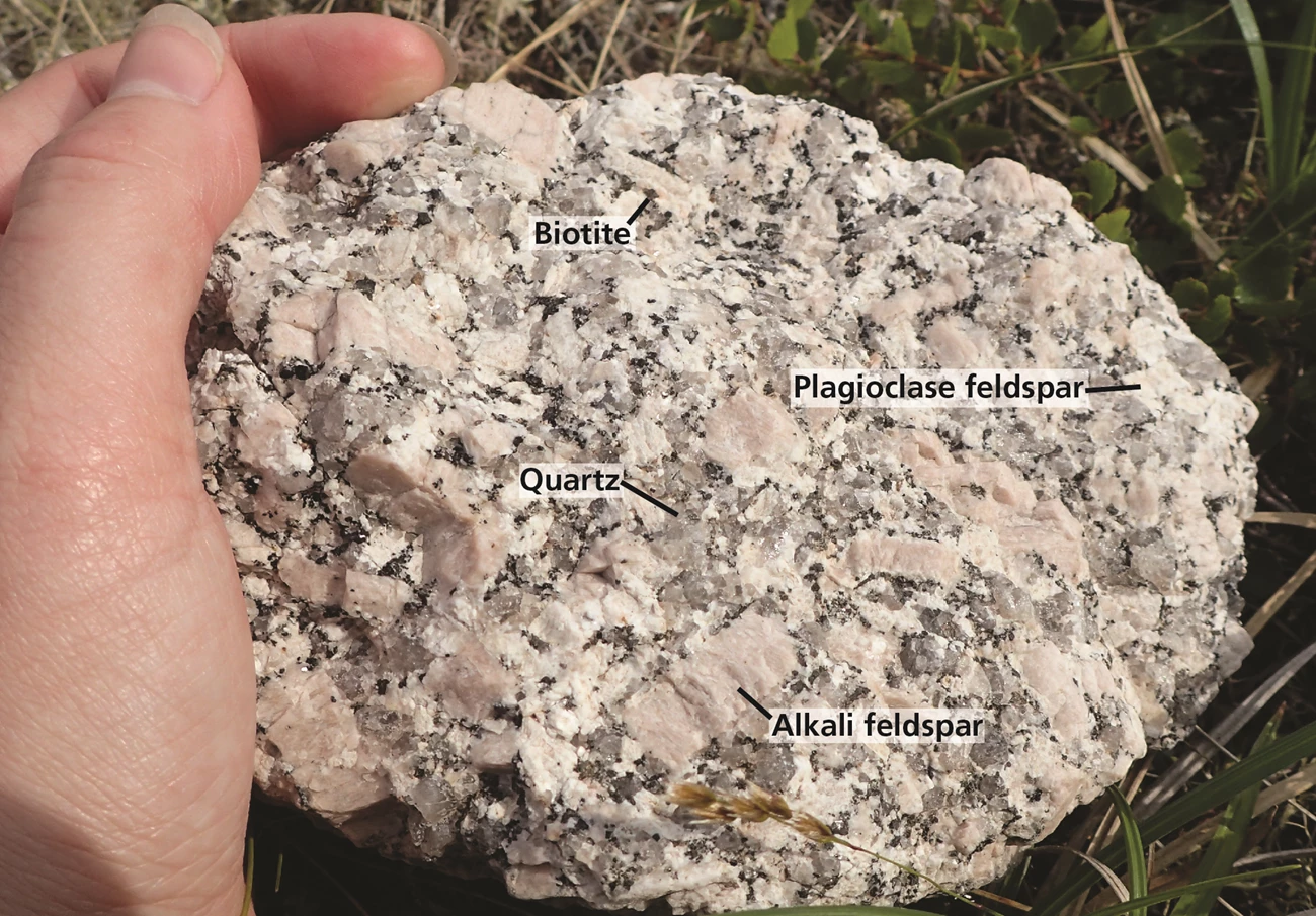 f814d5aa-cc8a-4342-8b66-4c61f57b1a9cOriginal Photograph of a hand holding a piece of white-pink granite with black inclusions. The granite consists of large crystals of different minerals which are labeled, including biotite, quartz, plagioclase feldspar, and alkali feldspar.