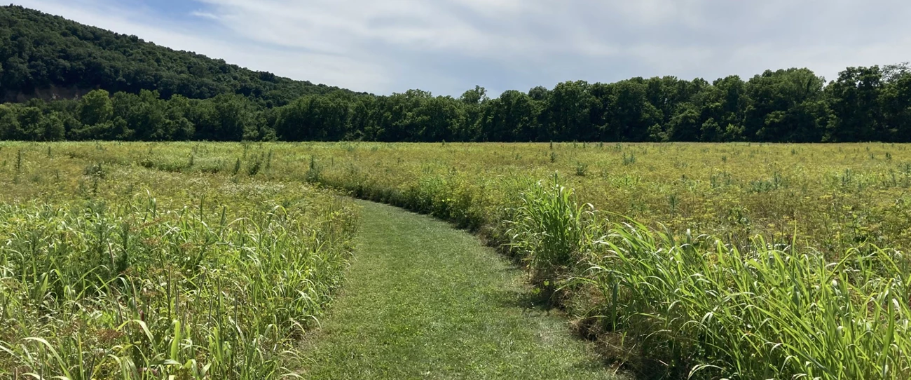 Grasslands, Hopewell Culture National Historic Site a field of tall grasses with a path mowed down the center of the image