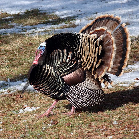 wild turkey stands in snowy grassy field