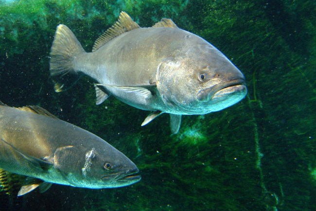 lt= two seabass swimming among marine plants