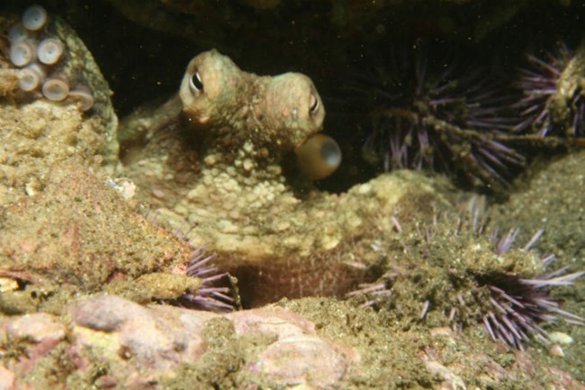 lt= a small two-spot octopus blends in with sediment on the ocean floor