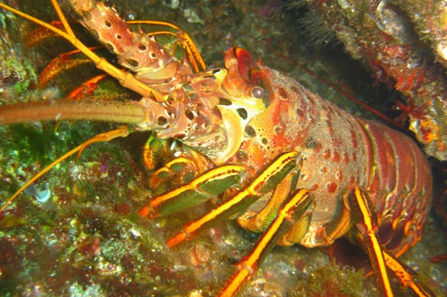 lt= red spiny lobster emerges from rocky crevice