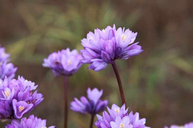 lt= close up view of purple flowers on green stems
