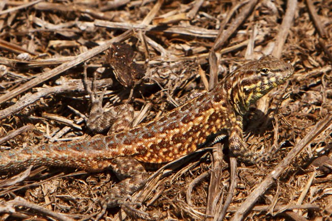 lt= brown spotted lizard crouched in the brush