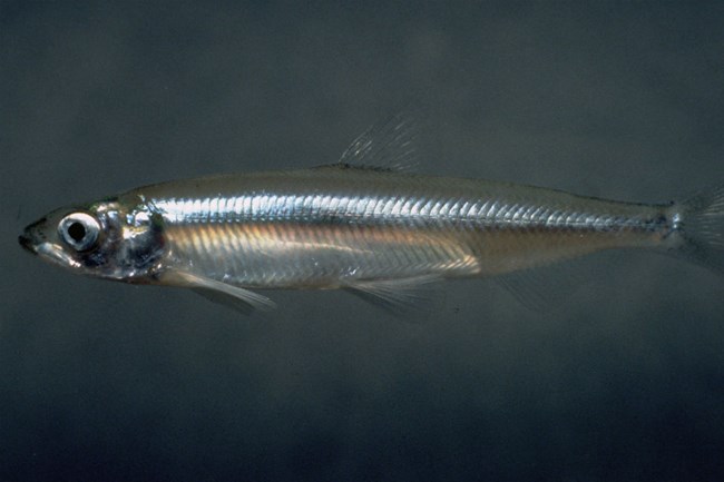 close up view of translucent smelt