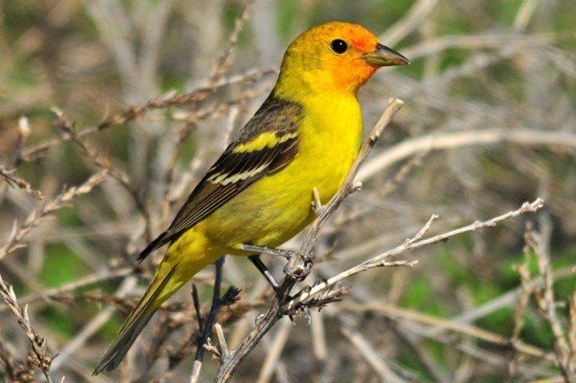 lt= red, yellow, and black songbird perched on tree branch