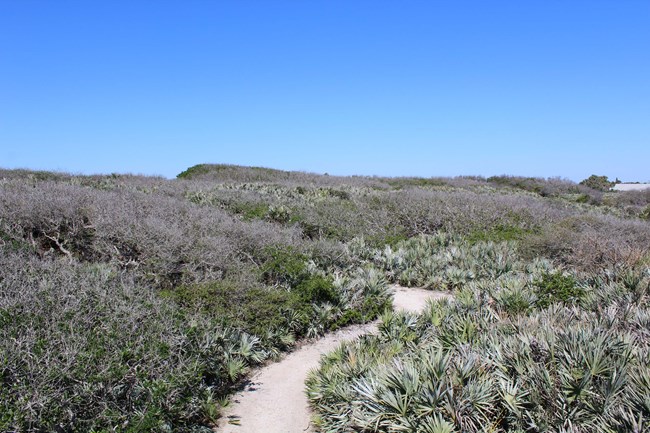 overgrown coastal area with path