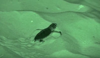 An infrared camera captures this turtle hatchling as it crawls from its nest in the sand to the sea.