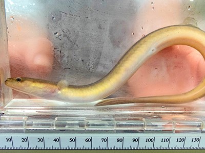 A Fish Study's Promising Results Highlight Parks' Role in Conservation Small adult American eel in a small fish tank