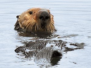 A sea otter floating, with its face sticking out of the water